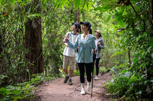 Preview: Woman tourist holding a cane pointing and walking with man friend during forest hiking or trekking.