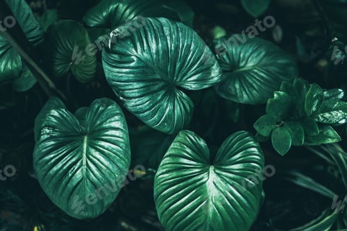 Preview: green leaf of tropical forest plant living in nature garden, exotic jungle foliage