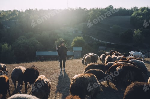 Preview: Female shepherd and flock of sheep at a lawn