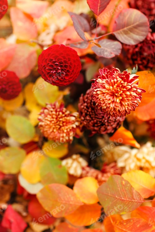 Preview: Colorful blossoming chrysanthemums koreanum flowers over fallen red-yellow leaves