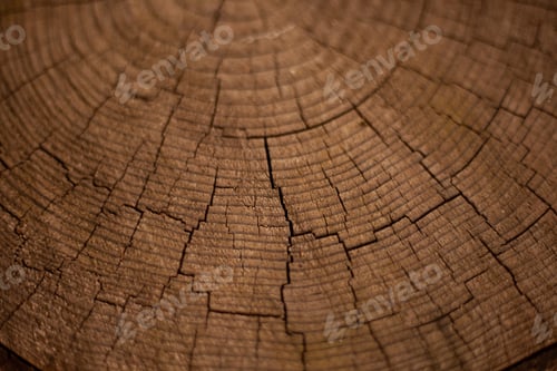 Preview: Wood background. Rings of a tree on a cut of a log. Old wooden oak tree cut surface. Detailed dark