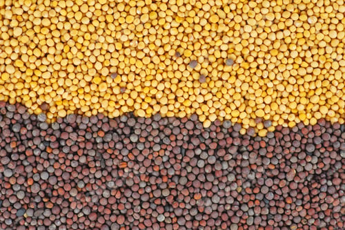 Preview: Food background: dried seed yellow and brown mustard