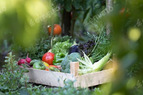 Preview: Assorted organic vegetables in wooden box on natural background