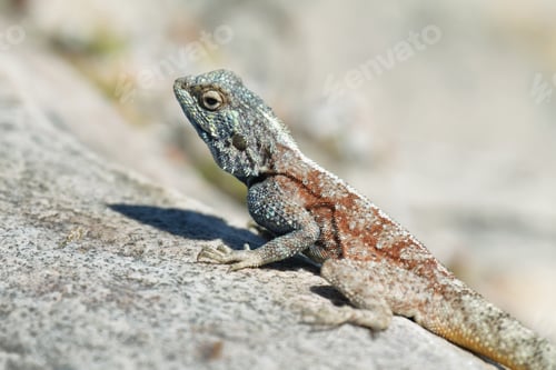 Preview: Blue-headed agama lizard