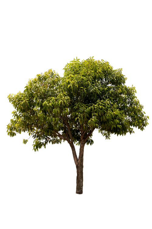 Preview: A big tree isolated on white background