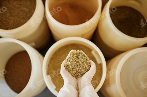 Preview: Top view hands holding rye seeds and crops over tanks in food factory