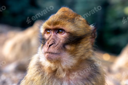 Preview: Curious Barbary macaque standing on a rocky outcrop and gazes off into the distance