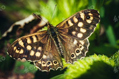 Preview: Close-Up Of Butterfly On Leaf