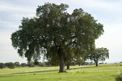 Preview: Strong Oak tree has lush foliage on a meadow.