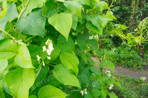 Preview: White color flower beans on green leaf background