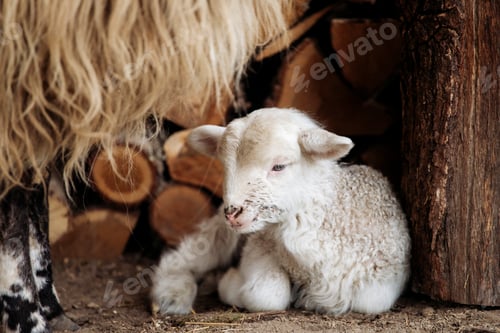 Preview: Small newborn lamb.