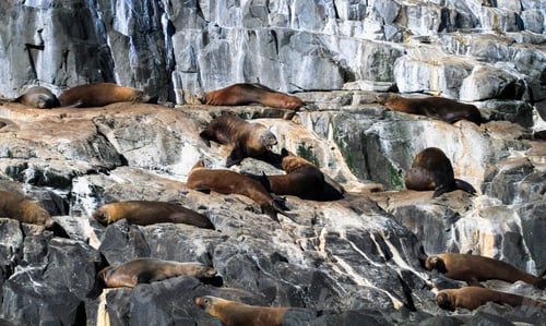 Preview: Group of Fur Seals on the Rocks in Tasmania