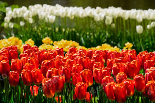 Preview: Blooming tulips flowerbed in Keukenhof flower garden, Netherland