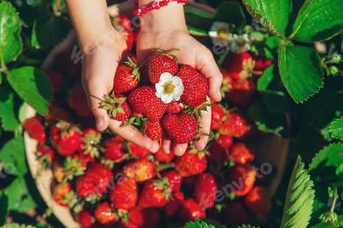 Preview: A child harvests strawberries in the garden. Selective focus.