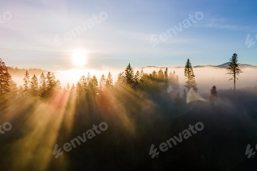 Preview: Aerial view of dark green pine trees in spruce forest with sunrise rays shining through branches in