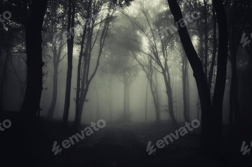 Preview: Path through misty haunted woods