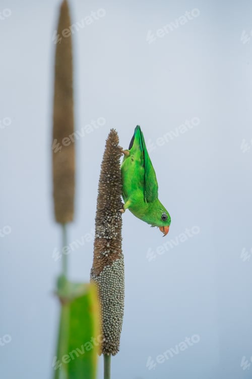 Preview: Vernal hanging parrot