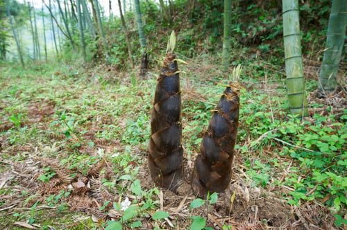 Preview: young bamboo shoot, bamboo sprout in the forest