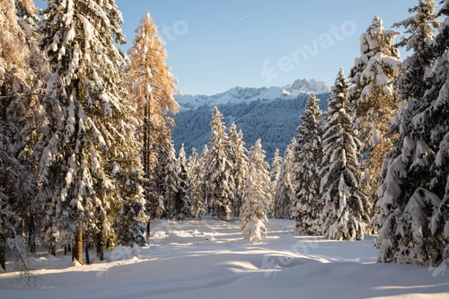 Preview: winter mountain landscape in the Alps with snow covered fir trees
