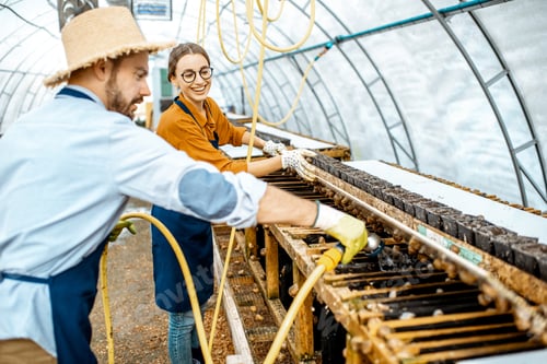 Preview: Man and woman working on the farm for snails growing