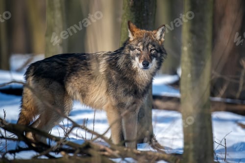 Preview: Wolf in the forest up close. Wild animal in the natural habitat