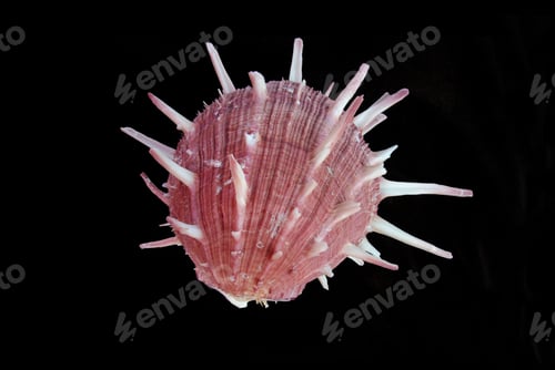 Preview: Sea shell