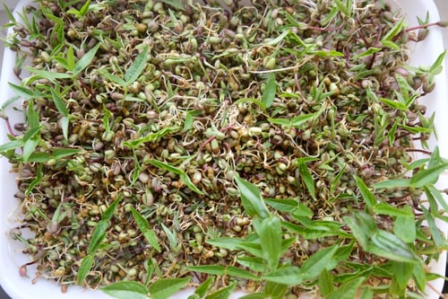 Preview: Fresh Green Bean Sprouts in a White Tray