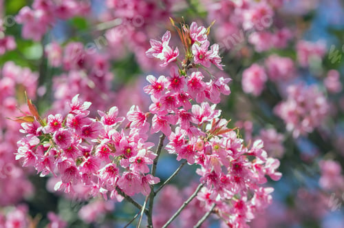 Preview: Beautiful Pink Sakura on blue sky