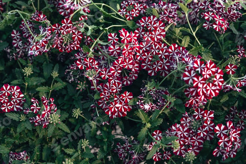 Preview: Flowers in the greenhouse,Flower garden pattern in a spring greenhouse