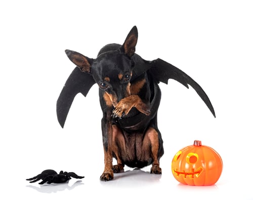 Preview: miniature pinscher in studio