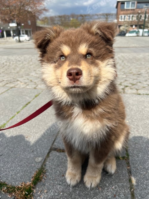 Preview: Portrait of young Finnish Lapphund dog and puppy sitting outdoors in city or town for the first time
