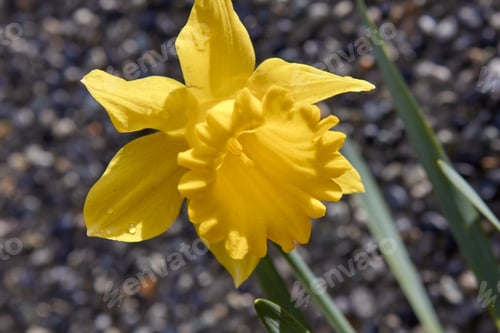 Preview: Daffodil Beauty