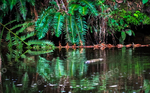 Preview: Duck-billed Platypus in the Water in Tasmania