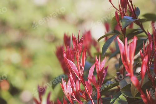 Preview: Different Plants Grow In The Park Background Image