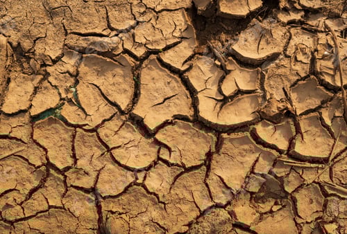 Preview: Cracked Dry Earth with Small Green Shoots