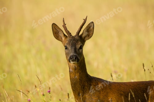 Preview: Portrait of Roe Deer (Capreolus capreolus) in rural setting