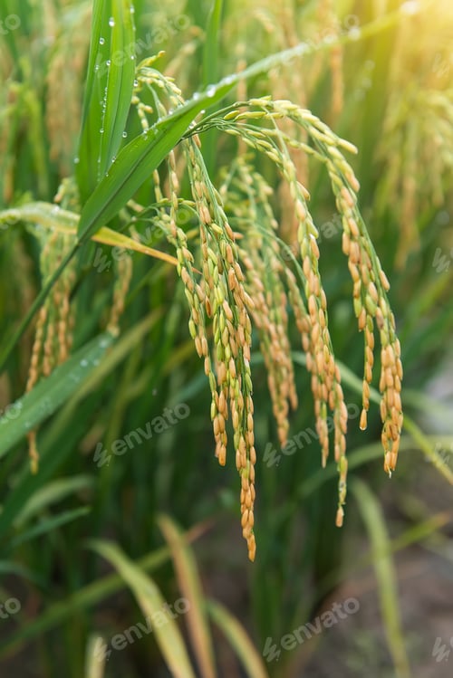 Preview: Paddy Rice Harvest