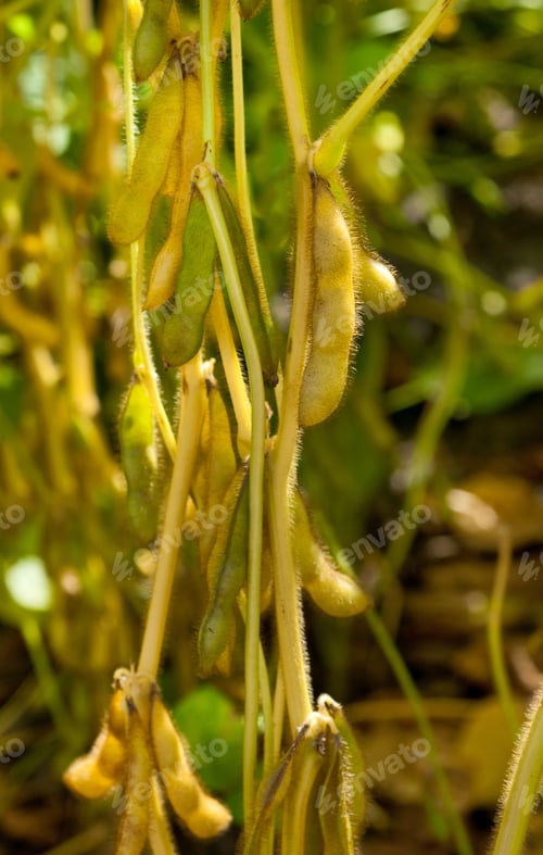 Preview: On a farm field on a plant soy pods ripen