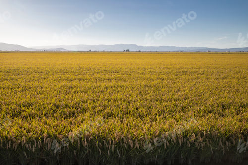 Preview: Golden rice field under a blue sky