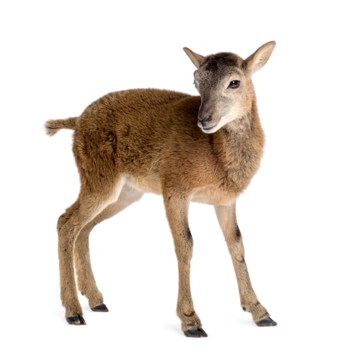 Preview: Mountain sheep of the alps