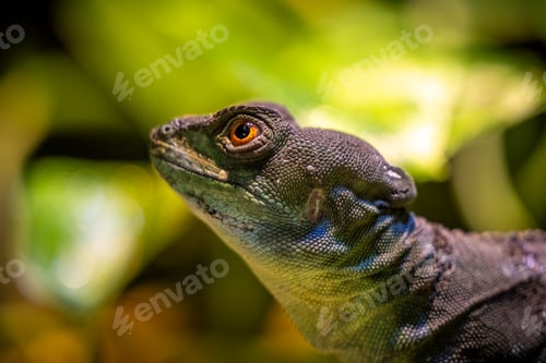 Preview: Close-up of a Double-crested basilisk gazing forward against a background of lush foliage