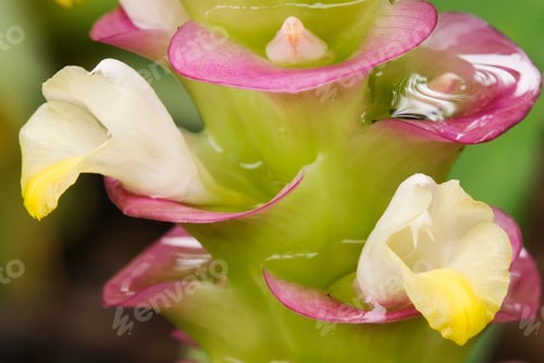 Preview: Ginger Flowers