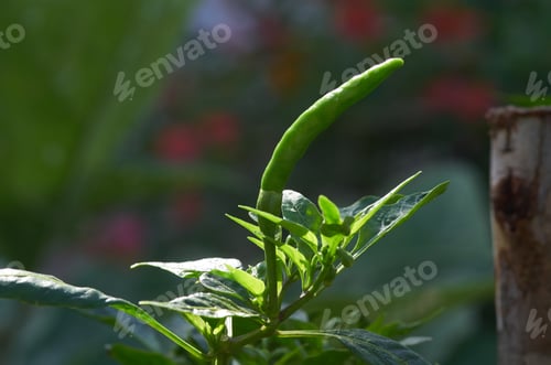 Preview: Green chili pepper on the plant