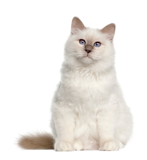 Preview: Portrait of Birman cat, 6 months old, sitting in front of white background