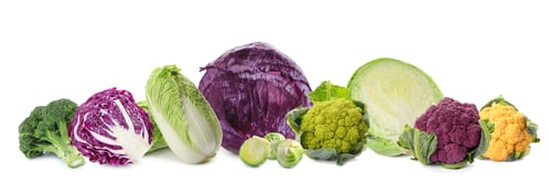 Preview: Set with different fresh cabbages on white background. Banner design