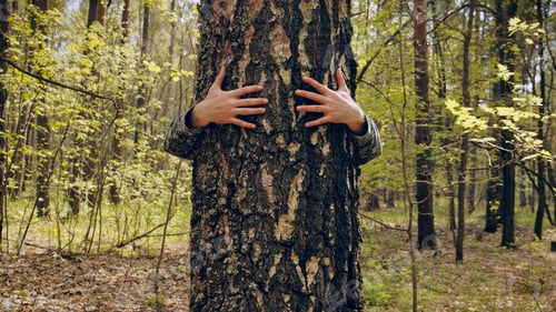Preview: Arms Hugging a Tree In a Forest, showing Love and Care for Nature