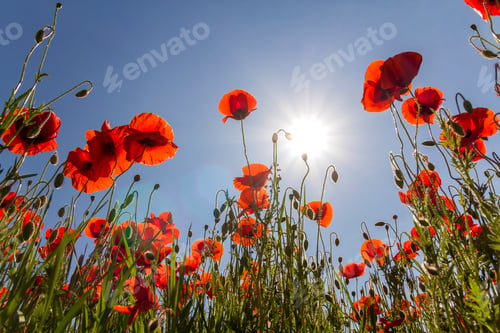 Vista previa: Vista de ángulo bajo de maravillosas amapolas y capullos rojos brillantes en plena floración en tallos verdes altos iluminados por