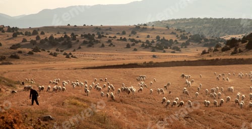 Preview: sheep grazing on the field