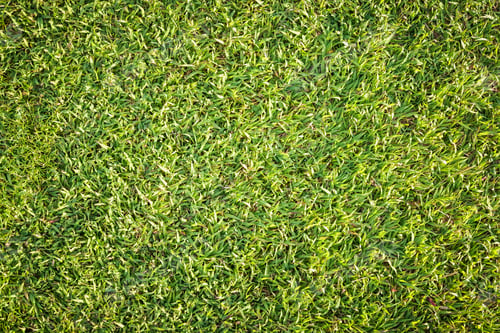 Preview: Top view of green grass background in evening light.