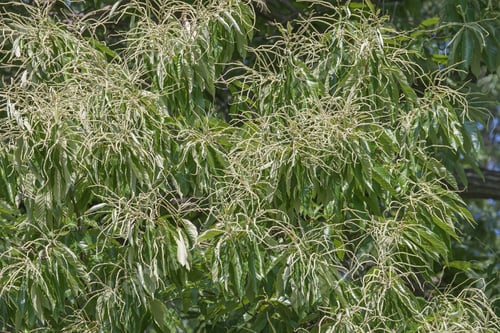 Preview: American Chestnut (Castanea Dentata) In Blossom